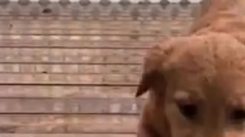 Fannny cats and dogs videos 2024,#8🤣💋👌#funnyvideo #funnymemes #dogs #cats #cute #foryouシ