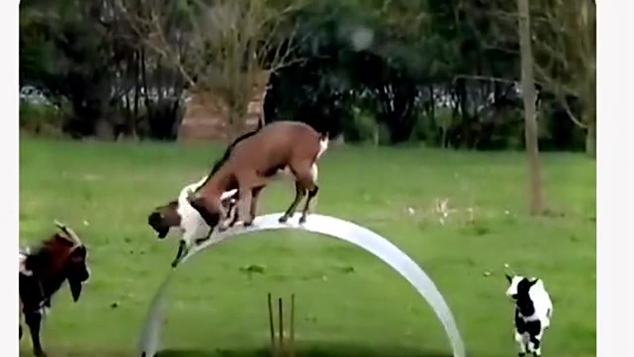 pairs of goats these days