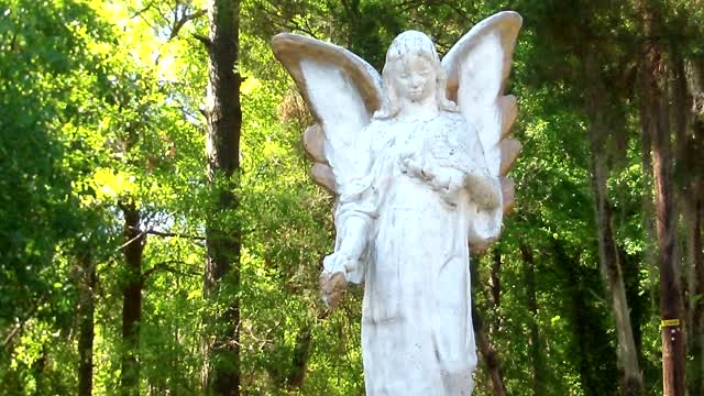 On the Road to Healing Springs near Blackville South Carolina