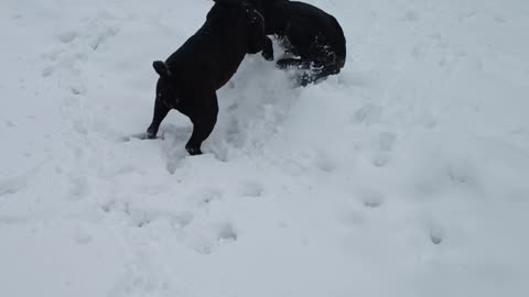 Cane Corso Surprise Ending with command