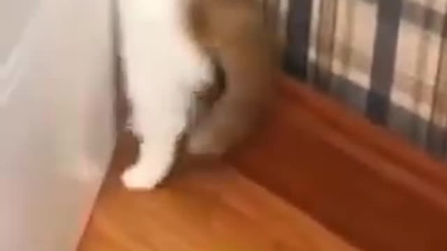 Scared cat