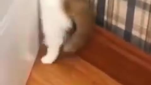 Scared cat