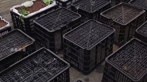 Here’s how to grow watermelon in your backyard