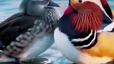 May all lovers in the world be married and play with mandarin ducks
