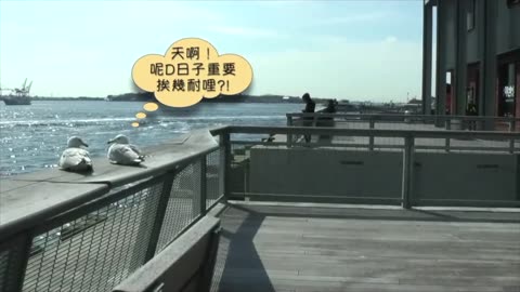 The vexation of Mr. Gull