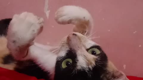 A Very Cute Calico cat