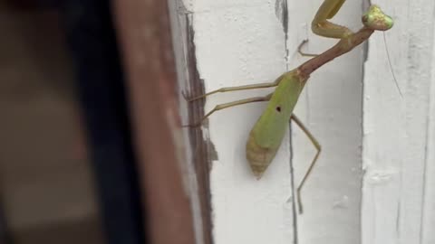 Praying for U Mantis #nature