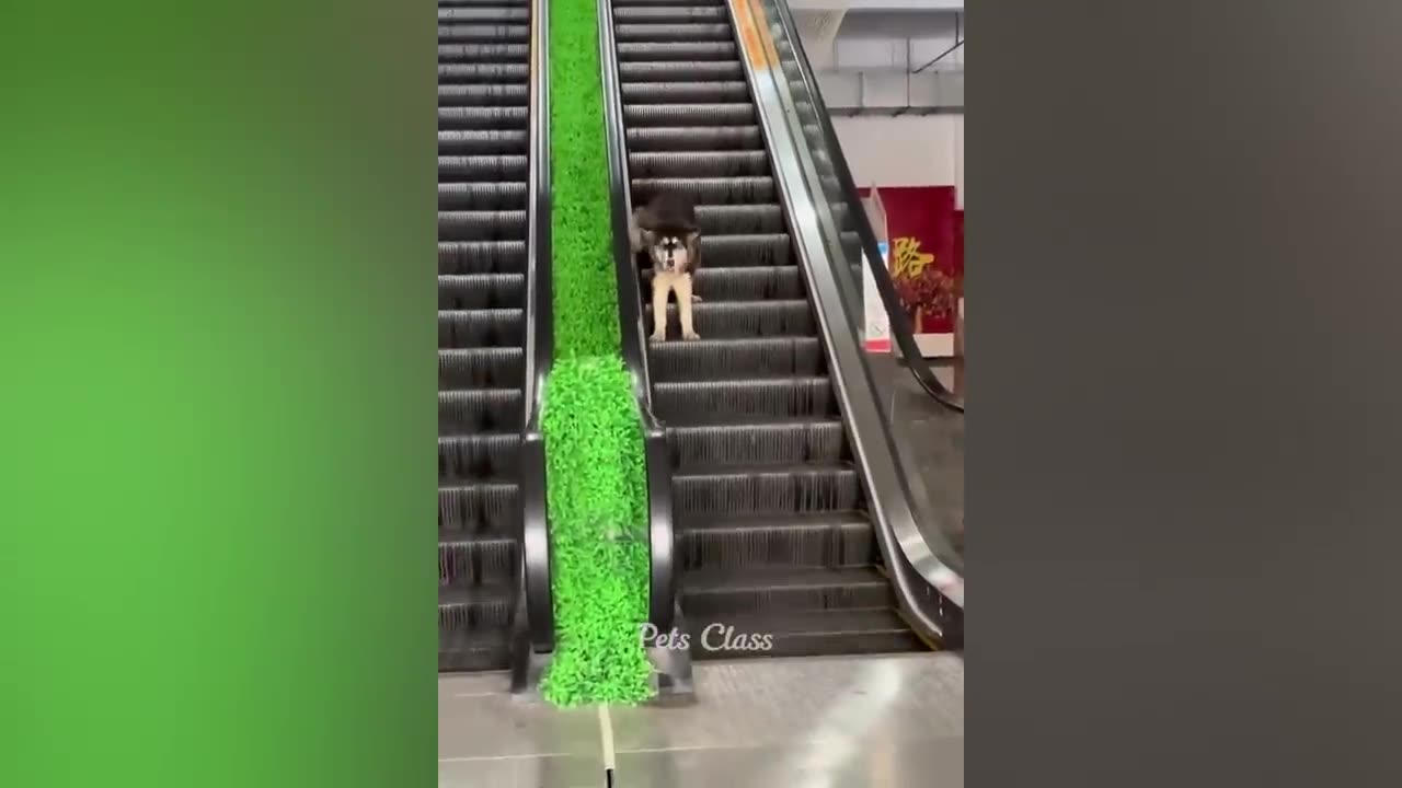 Animal funniest video