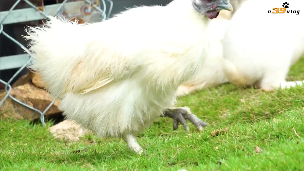 Animal Footage _ SILKIE CHICKEN GÀ ÁC POULE SOIE