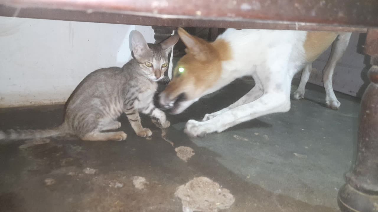 Cat V/S Dog 🐕 Fight