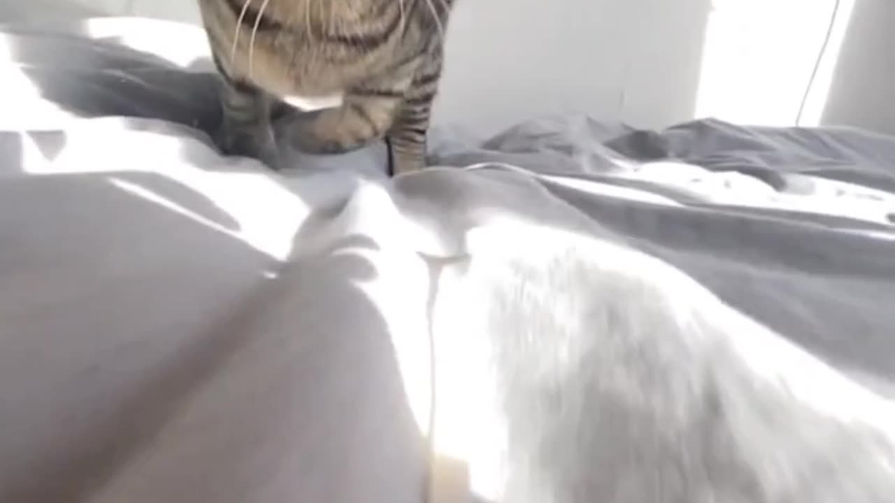 Jumping cat 😺||cute cat||little cat||pet animal