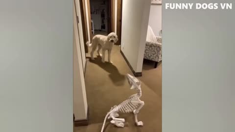 Prank video _ Funny dogs and cats video _ Best funny animals video _ Best video 2023