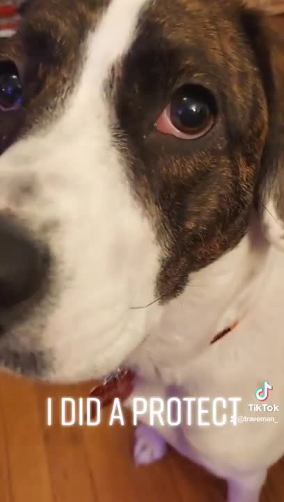 my dog is weird, but she is the goodest girl :) #shorts #dog #pets