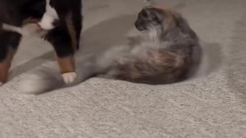 Funny cats