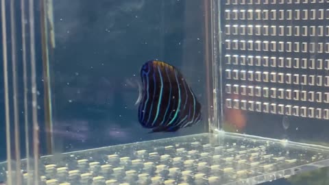 Feeding juvenile Inazuma-yakko (Krill)
