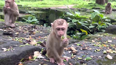 Baby puppies monkey