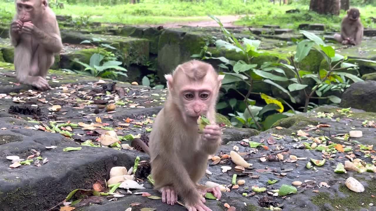 Baby puppies monkey