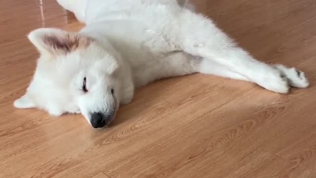 Am I cute, Samoyed