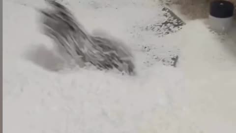 Small cat viral cute Video 😹😹