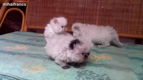Funny Cats And Kittens Meowing Compilation 2015 -- NEW