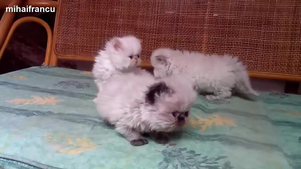 Funny Cats And Kittens Meowing Compilation 2015 -- NEW