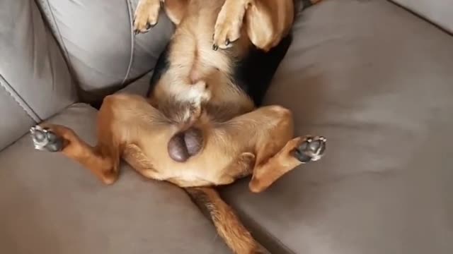 He love to sleep.