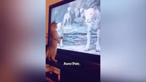 Cats and Bogs Funy Videos enjoy full Video