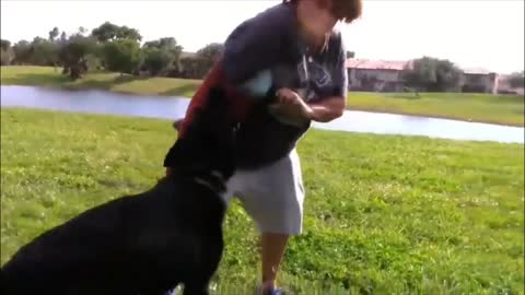 How To Make Dog Become Fully Aggressive With Few Simple Tips part - 03