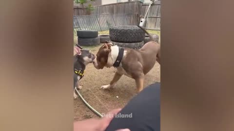 Funny animal videos