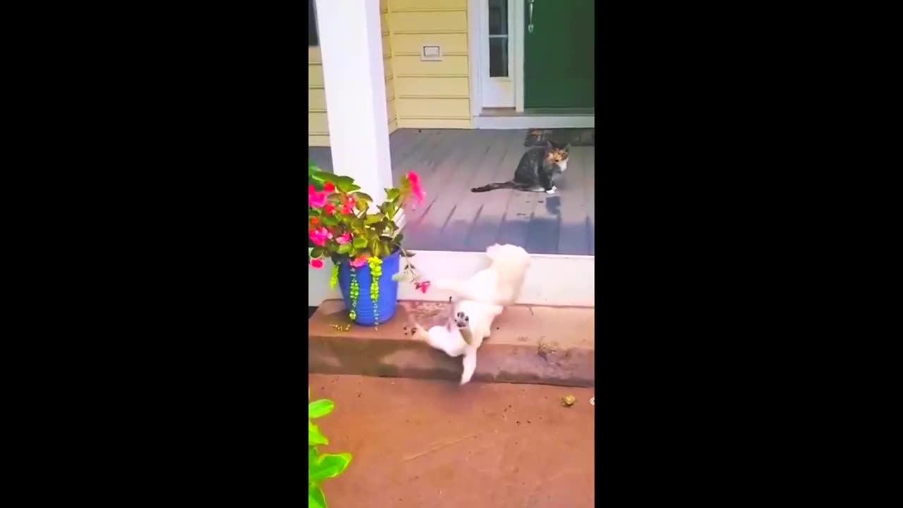 Funny animal videos _ funny cat and dogs videos
