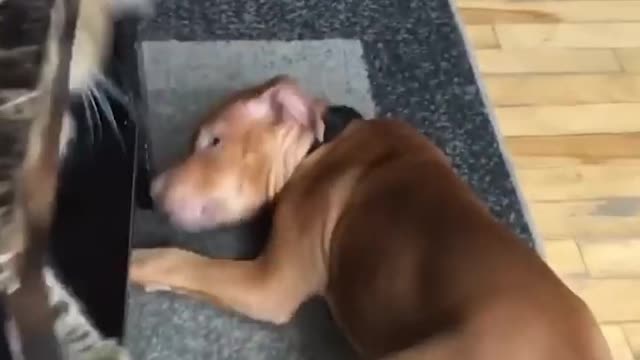 i love the little dogs!!