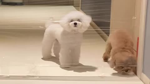 Funny Dog Puppies Dog Cute Dog Smart Dog