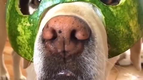 DOG AND HIS LEVEL 3 HELMET