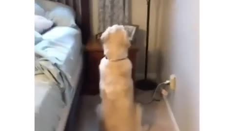 Baby dog#cute puppy barking#4kviral#shorts #shorts #viral #puppy #trending #dog #viralshorts