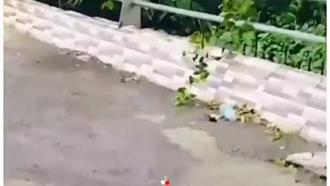 funny video clips
