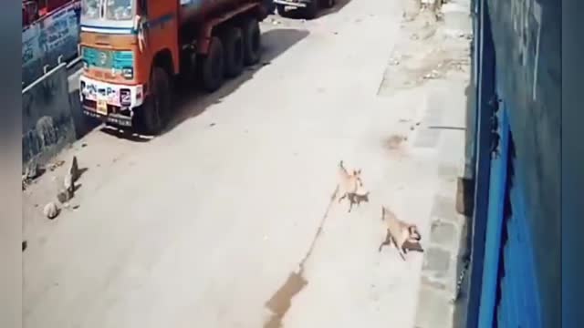 Haidrabad Attake tiger vs dog fitting video