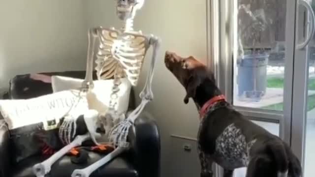 Not all dogs love bones.