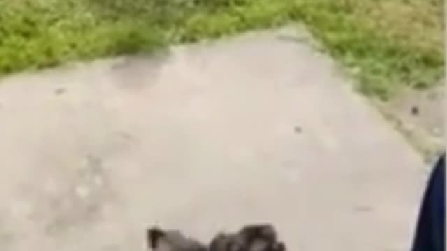 funny dog video learning to climb stairs