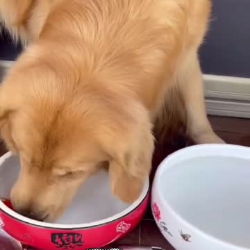 GOLDEN RETRIEVER SHIFT HER GOLDEN FISH PET.mp4