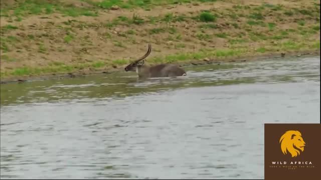 Is this the luckiest animal allive?