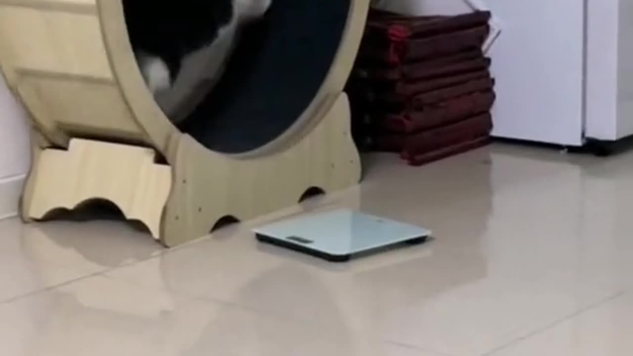 Funny cat videos. ❤️