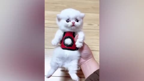 Funny cats and dogs funniest animals funny video of pets❤️🐶
