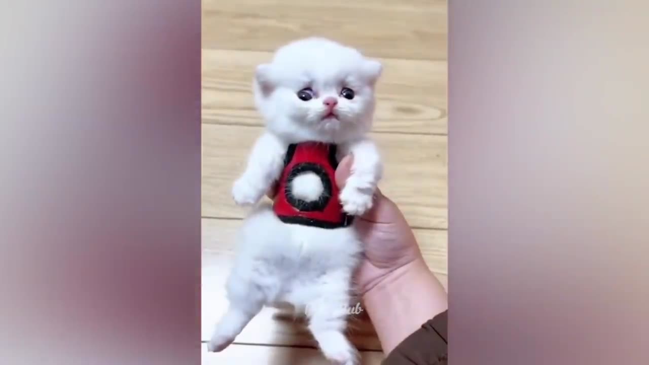 Funny cats and dogs funniest animals funny video of pets❤️🐶