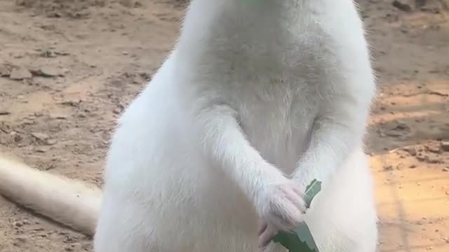 White kangaroo