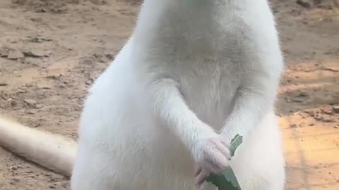 White kangaroo