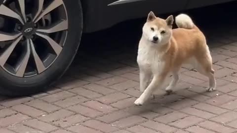 Dog's walk on road🤣😂😂😂