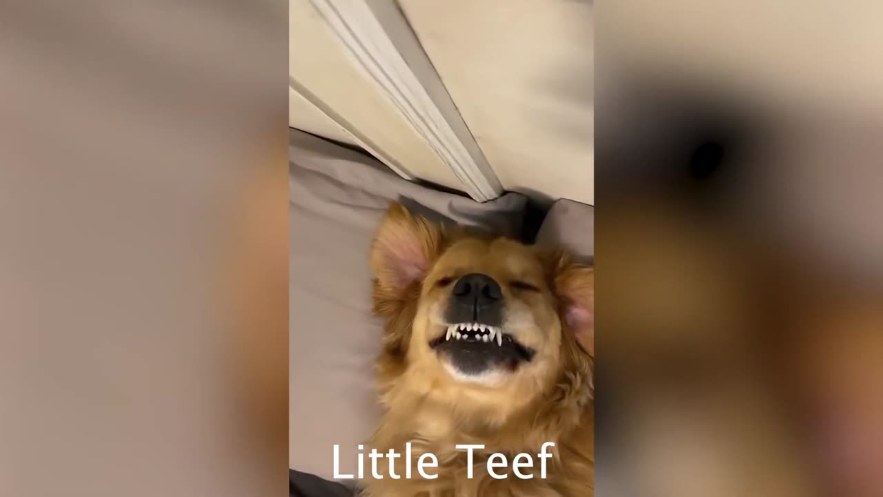 TikTok Greatest Hits Part 1 - Golden Retriever Life