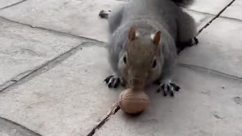 Cute Squirrel short video