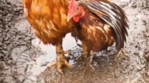 Chicken Love