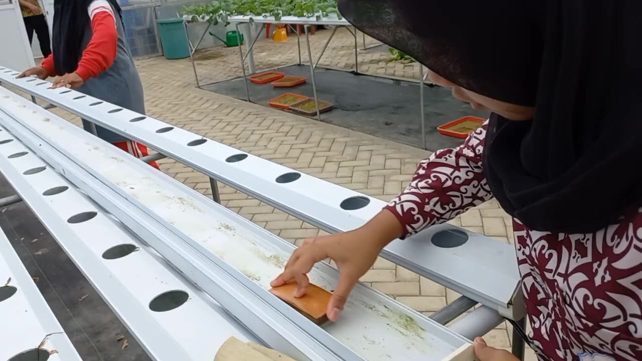Hydroponic Gully / Gutter Sterilization Easily and Effectively | 30 minutes done! cheap and clean